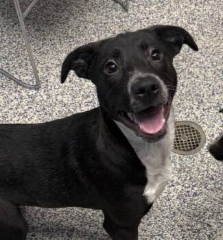 Molly -  Labrador Retriever Dog for Adoption in Golden, Colorado - Molly | PetCurious