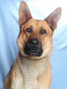German Shepherd Dog Dogs Available for Adoption in Burbank, California - ZANE | PetCurious
