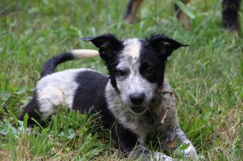 Patch -  Cattle Dog Dog for Adoption in Aurora, Illinois - Patch | PetCurious