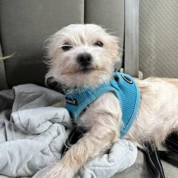 Betty -  Terrier and Mixed Breed Dog for Adoption in San Francisco, California - Betty | PetCurious