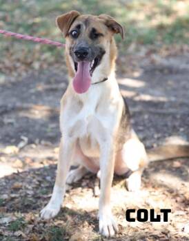 Colt -  Shepherd Dog for Adoption in Dyersburg, Tennessee - Colt | PetCurious