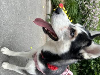 Lady -  Husky Dog for Adoption in Mississauga, Ontario - Lady | PetCurious