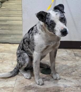 Australian Shepherd and Catahoula Leopard Dog Dogs Available for Adoption - Pitsky | PetCurious