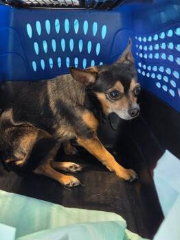 Chihuahua Dogs Available for Adoption - Tyler | PetCurious