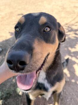 Labrador Retriever and Rottweiler Dogs Available for Adoption in Dripping Springs, Texas - Teddy | PetCurious