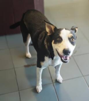 Ricola -  Mixed Breed Dog for Adoption in Nashville, Tennessee - Ricola | PetCurious