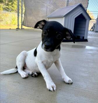 Janie -  Jack Russell Terrier Dog for Adoption in Kalamazoo, Michigan - Janie | PetCurious