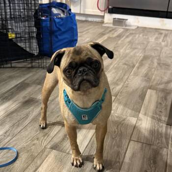 PUGS we have PUGS -  Pug Dog for Adoption in Lockhart, Texas - PUGS We Have PUGS | PetCurious