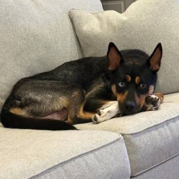 Rescue Mixed Breed Dogs for Adoption in Jeffersonville, Indiana - Opal | PetCurious