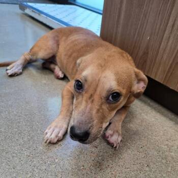 Clover -  Dachshund and Mixed Breed Dog for Adoption in Sand Springs, Oklahoma - Clover | PetCurious