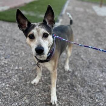 Australian Cattle Dog Blue Heeler Dogs Available for Adoption - Patches | PetCurious