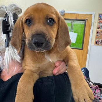 Mixed Breed Dogs Available for Adoption in Titusville, Florida - Elio | PetCurious