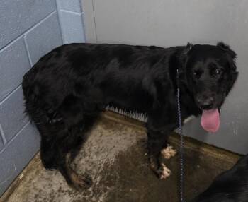 Pepper -  Rottweiler and Shepherd Dog for Adoption in Evansville, Indiana - Pepper | PetCurious