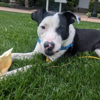 Travis -  Pit Bull Terrier Dog for Adoption in Wilmington, Delaware - Travis | PetCurious