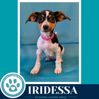 Chihuahua and Dachshund Dogs Available for Adoption in Kimberton, Pennsylvania - Iridessa (Pixie Pack) 053026 | PetCurious