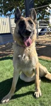 Rescue German Shepherd Dog Dogs for Adoption in Jefferson City, Missouri - Sylvia-Coming Soon | PetCurious