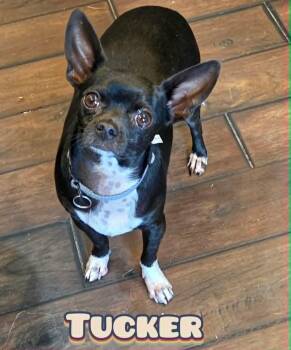 Tucker -  Chihuahua Dog for Adoption in Grove, Oklahoma - Tucker | PetCurious
