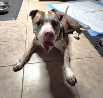 Viki -  American Bully Dog for Adoption in Lucas, Texas - Viki | PetCurious
