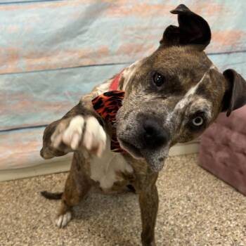 Mixed Breed Dogs Available for Adoption - Max | PetCurious