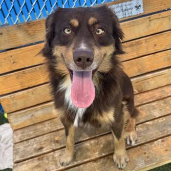 Snickers -  Australian Shepherd and Mixed Breed Dog for Adoption in Long Beach, California - Snickers | PetCurious
