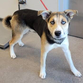 Mixed Breed Dogs Available for Adoption - Moose | PetCurious