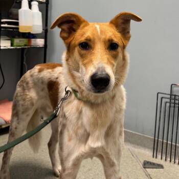 Radley -  Terrier Dog for Adoption in New Castle, Delaware - Radley | PetCurious