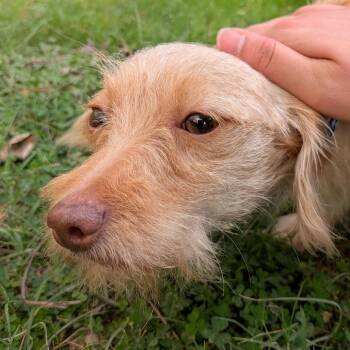 Terrier Dogs Available for Adoption in Houston, Texas - Nyx Flower | PetCurious