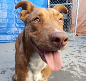 Rescue Labrador Retriever Dogs for Adoption in Susanville, California - Rusty | PetCurious