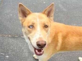 Mixed Breed Dogs Available for Adoption - Sterling | PetCurious