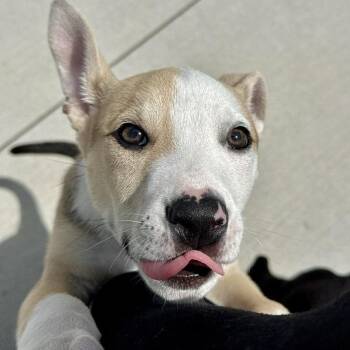 Heineken -  Pit Bull Terrier Dog for Adoption in Matteson, Illinois - Heineken | PetCurious