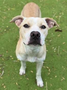 HAPPY -  Pit Bull Terrier and Mixed Breed Dog for Adoption in Sugar Land, Texas - HAPPY | PetCurious
