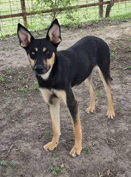 Doberman Pinscher and Husky Dogs Available for Adoption in Mcallen, Texas - Midnight | PetCurious