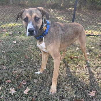 Rescue Shepherd Dogs for Adoption in Cabot, Arkansas - Barney | PetCurious