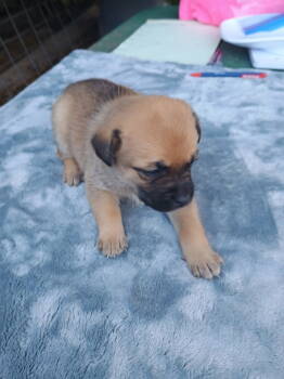 Rescue Pug and Australian Shepherd Dogs for Adoption in New Castle, Delaware - Venus | PetCurious