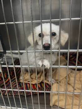 Rescue Dachshund Dogs for Adoption in Houston, Texas - Calla | PetCurious