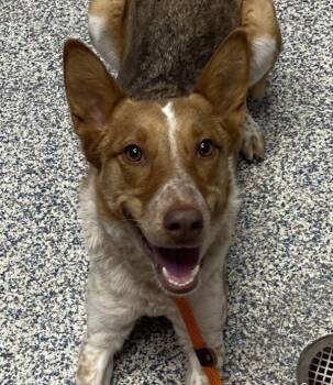 Australian Cattle Dog Blue Heeler Dogs Available for Adoption in Golden, Colorado - Teeter | PetCurious