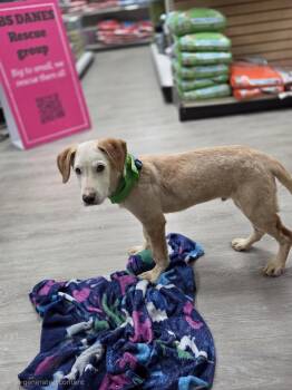 Golden Retriever and Mixed Breed Dogs Available for Adoption in Hackettstown, New Jersey - CHINO | PetCurious