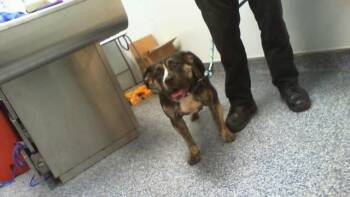NAVEEN -  Pit Bull Terrier Dog for Adoption in Charlotte, North Carolina - NAVEEN | PetCurious