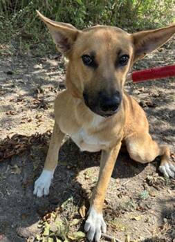RODDY -  German Shepherd Dog and Mixed Breed Dog for Adoption in Dallas, Texas - RODDY | PetCurious