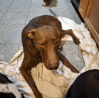 Labrador Retriever Dogs Available for Adoption - Pegasus | PetCurious