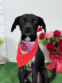 Pit Bull Terrier and Labrador Retriever Dogs Available for Adoption - Oliver | PetCurious