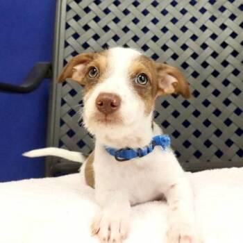 Bubs -  Jack Russell Terrier and Chihuahua Dog for Adoption in Fort Davis, Texas - Bubs | PetCurious