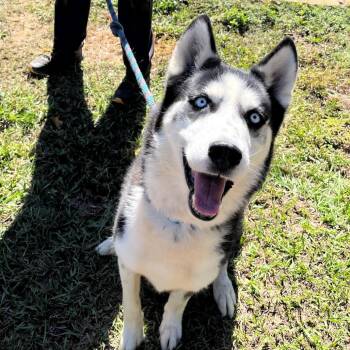 Enoch -  Alaskan Malamute and Mixed Breed Dog for Adoption in Jupiter, Florida - Enoch | PetCurious