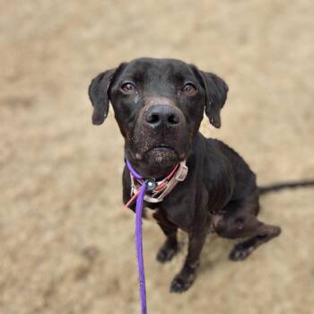 Honey Bear -  Mixed Breed Dog Available for Adoption in Douglasville, Georgia - Honey Bear | PetCurious