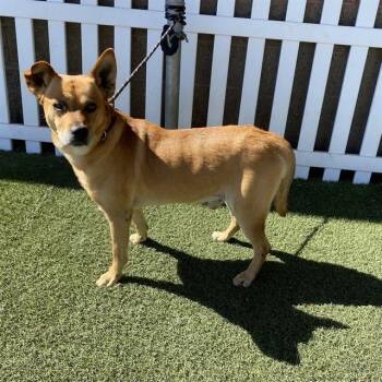 SANTIAGO -  German Shepherd Dog and Mixed Breed Dog for Adoption in Modesto, California - SANTIAGO | PetCurious