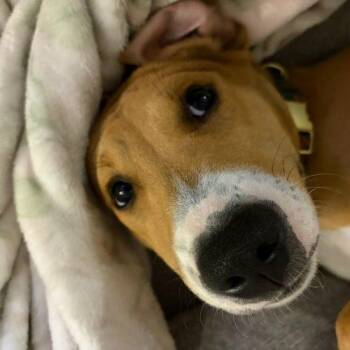 Gracie -  Labrador Retriever and American Foxhound Dog for Adoption in Sanford, North Carolina - Gracie | PetCurious
