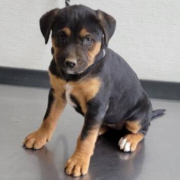 Mixed Breed Dogs Available for Adoption in Las Cruces, New Mexico - Tiramisu | PetCurious