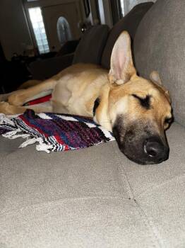 Huck -  German Shepherd Dog Dog for Adoption in Pleasant Hill, California - Huck | PetCurious