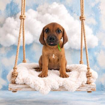 Elvis -  Black Mouth Cur Dog for Adoption in Lufkin, Texas - Elvis | PetCurious