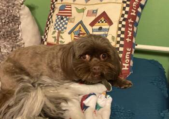 Baby -  Shih Tzu Dog for Adoption in Mckinney, Texas - Baby | PetCurious